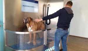 Aire-sur-la-Lys : Dog wash