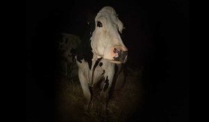 Cow: Trailer HD VO st FR/NL