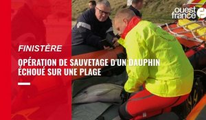 VIDÉO. Dans le Finistère, les pompiers sauvent un dauphin échoué sur une plage