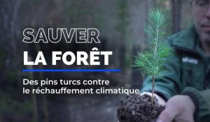 Des pins turcs contre le réchauffement climatique pour sauver la forêt