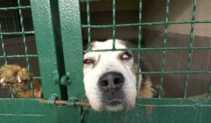 Ukraine: un refuge pour chiens isole ses chenils grâce à des dons de tapis