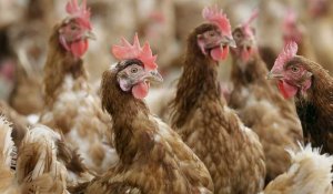 Grippe aviaire : en Rép. tchèque découverte du plus grand foyer jamais identifié