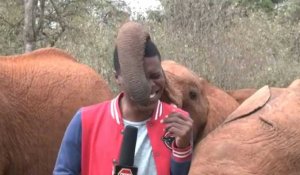 Kenya : un bébé éléphant chatouille un journaliste en plein reportage