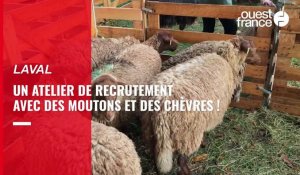 VIDÉO. À Laval, un atelier de recrutement avec des moutons et des chèvres