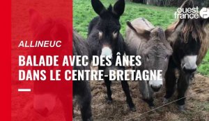 VIDÉO. Balade avec des ânes dans le Centre-Bretagne 