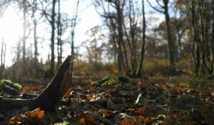 France : les forêts privées au défi du changement climatique