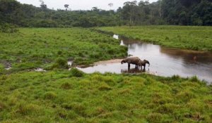 Le Gabon, champion de la biodiversité, abrite de nombreuses espèces menacées