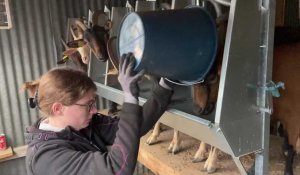 Dans un élevage de chèvres à Roizy (Ardennes)