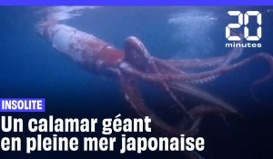 Japon : Des plongeurs filment un calamar géant en pleine mer