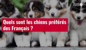 VIDÉO. Quels sont les chiens préférés des Français ?