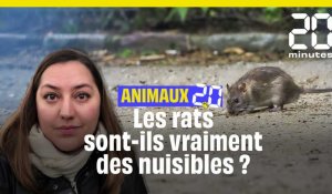 Animaux 2.0 :  Les rats sont-ils vraiment des nuisibles ?