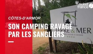VIDÉO. Dans les Côtes-d'Armor, le camping dévasté par les sangliers