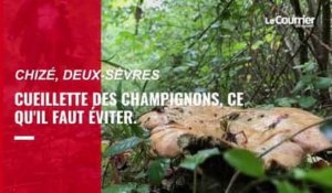 VIDEO. Cueillette de champignons : les conseils de Michel Hairaud, mycologue