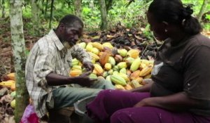 Production de cacao : la Côte d'Ivoire et le Ghana boycottent le sommet de Bruxelles