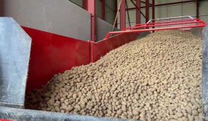 Socx : inauguration du nouveau bâtiment pommes de terre de La Flandre