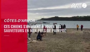 VIDÉO. Dans les Côtes-d'Armor, un concours où chiens et maîtres se jettent à l'eau