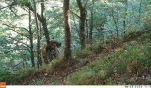 Dans les Pyrénées, l'ours sous surveillance pour assurer sa survie