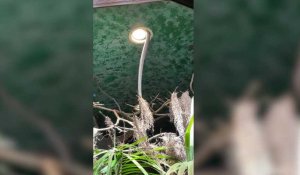 Un cobra royal s'échappe et provoque la fermeture partielle d'un zoo suédois