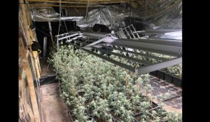 2000 pieds de cannabis découverts à Dallon dans un hangar, sur la place du village