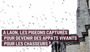 Les pigeons de Laon deviennent des appâts, l'association PAZ s'indigne