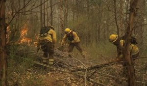 Chili : les secours luttent contre des incendies de forêt meurtriers