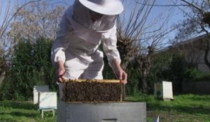 L'UE interdit trois pesticides dangereux pour les abeilles