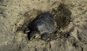 Des milliers de tortues attendues sur une plage au Mexique