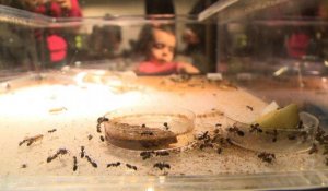 Les fourmis envahissent le Palais de la Découverte