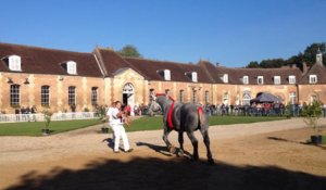 Championnat de France des percherons