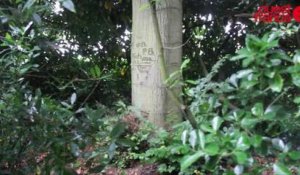 A Rennes, l'arbre a gardé l'autographe des soldats nazis depuis plus de 70 ans