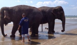 Bain de mer pour les éléphants
