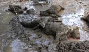 Géorgie: 300 animaux du zoo tués par les inondations