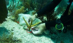 En Floride, des plongeurs à la rescousse des récifs coralliens