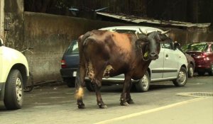 Inde: des maisons de retraite pour vaches sacrées