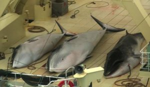 Antarctique: Sea Shepherd au contact des baleiniers japonais