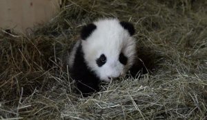 Le bébé panda du zoo de Vienne baptisé "Léopard heureux"