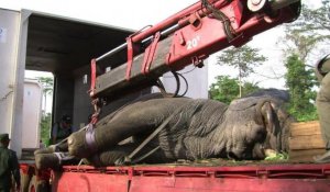 Lourde opération de survie pour des éléphants déplacés