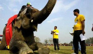 Népal: concours de beauté et matchs de foot pour les éléphants