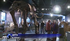 Le squelette d'un mammouth vendu pour 239.000 euros