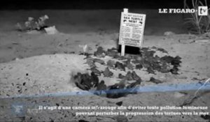 Floride : une webcam filme l'éclosion d'un nid de tortues