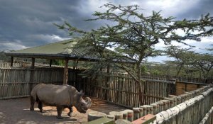 Kenya : la science au chevet des rhinocéros blancs du Nord
