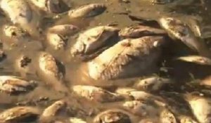 Brésil : dix tonnes de poissons morts dans un lac à Rio