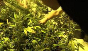 Premières récoltes légales de cannabis en Uruguay