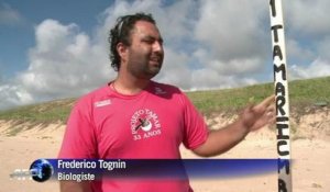 Brésil: une ONG surveille les lieux de pontes de tortues