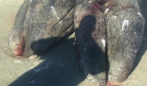 Des baleines grises siamoises découvertes au Mexique
