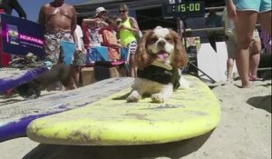 Une compétition de surf... canine !