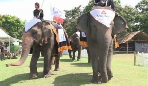thailande elephants