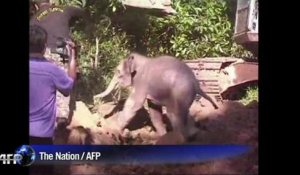 Thaïlande: un bébé éléphant sauvé d'un puit