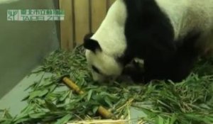 Un bébé panda au zoo de Taipei