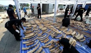 Saisie record de 4 tonnes d'ivoire africain en Thaïlande